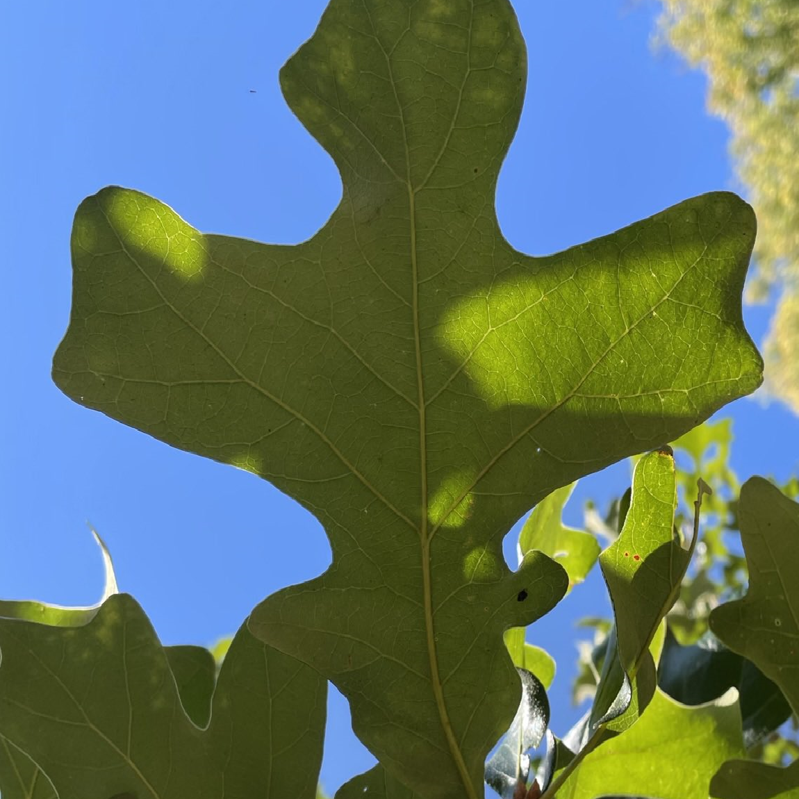 postoakleaf