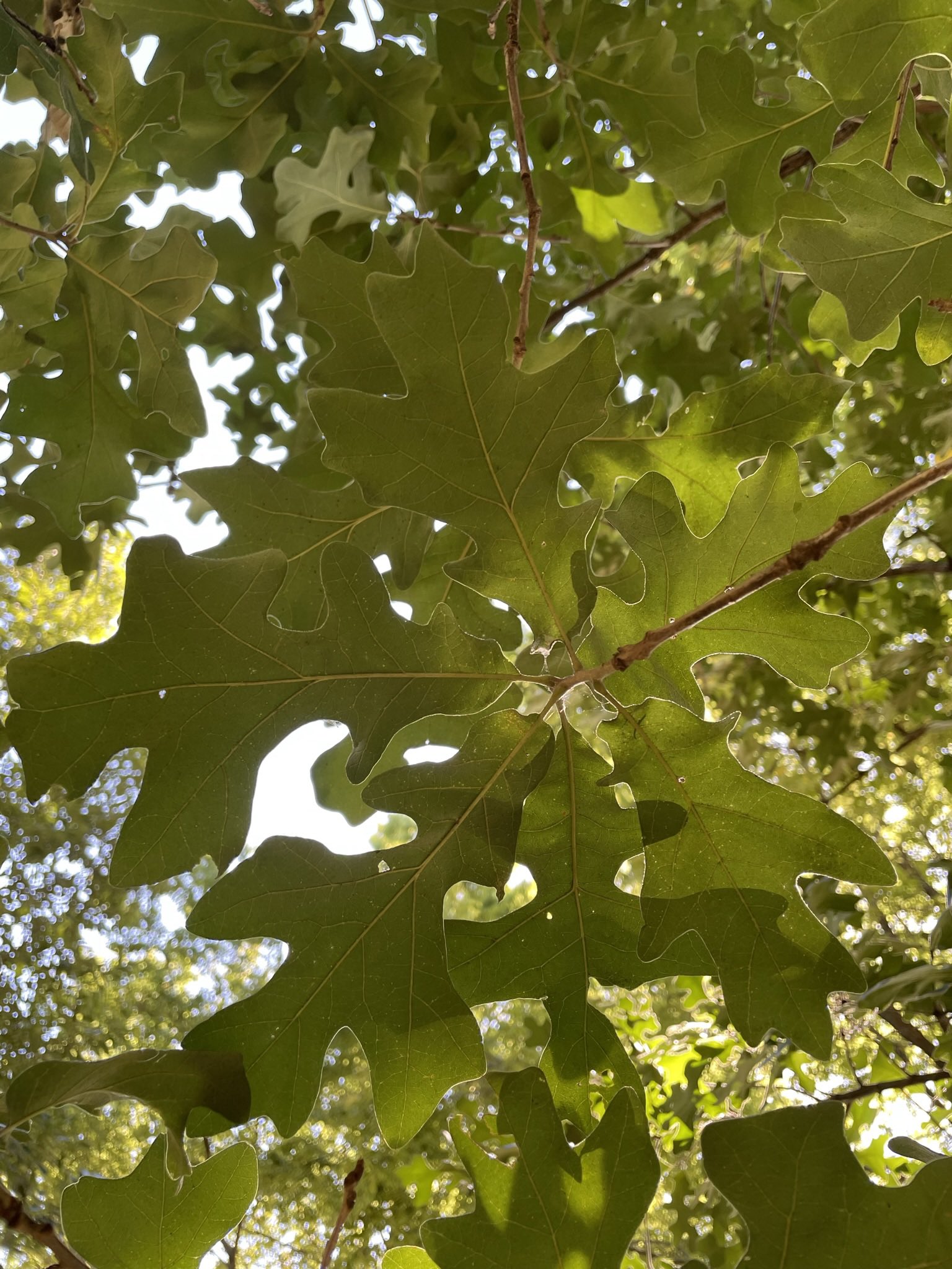 postoakleaves